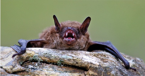 La petite chauve-souris brune