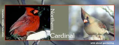 Cardinal 