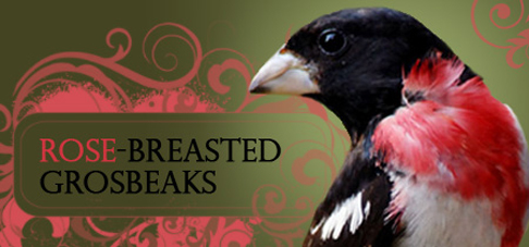 Rose-Breasted Grosbeak Banner