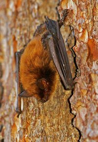 La petite chauve-souris brune