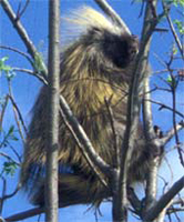 Porcupine 
