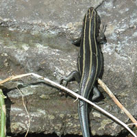 Five-lined Skink