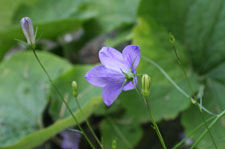 Harebells
