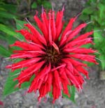 bee balm
