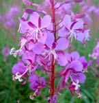 Fireweed