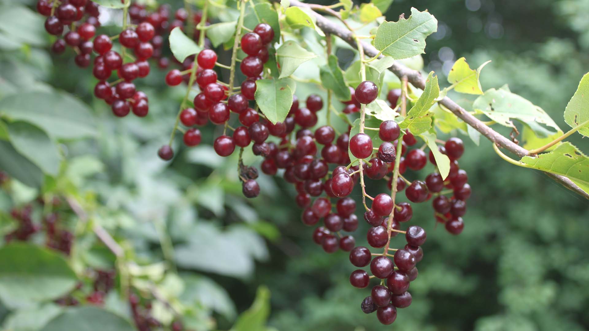 chokecherry-sarah-coulber-1.jpg