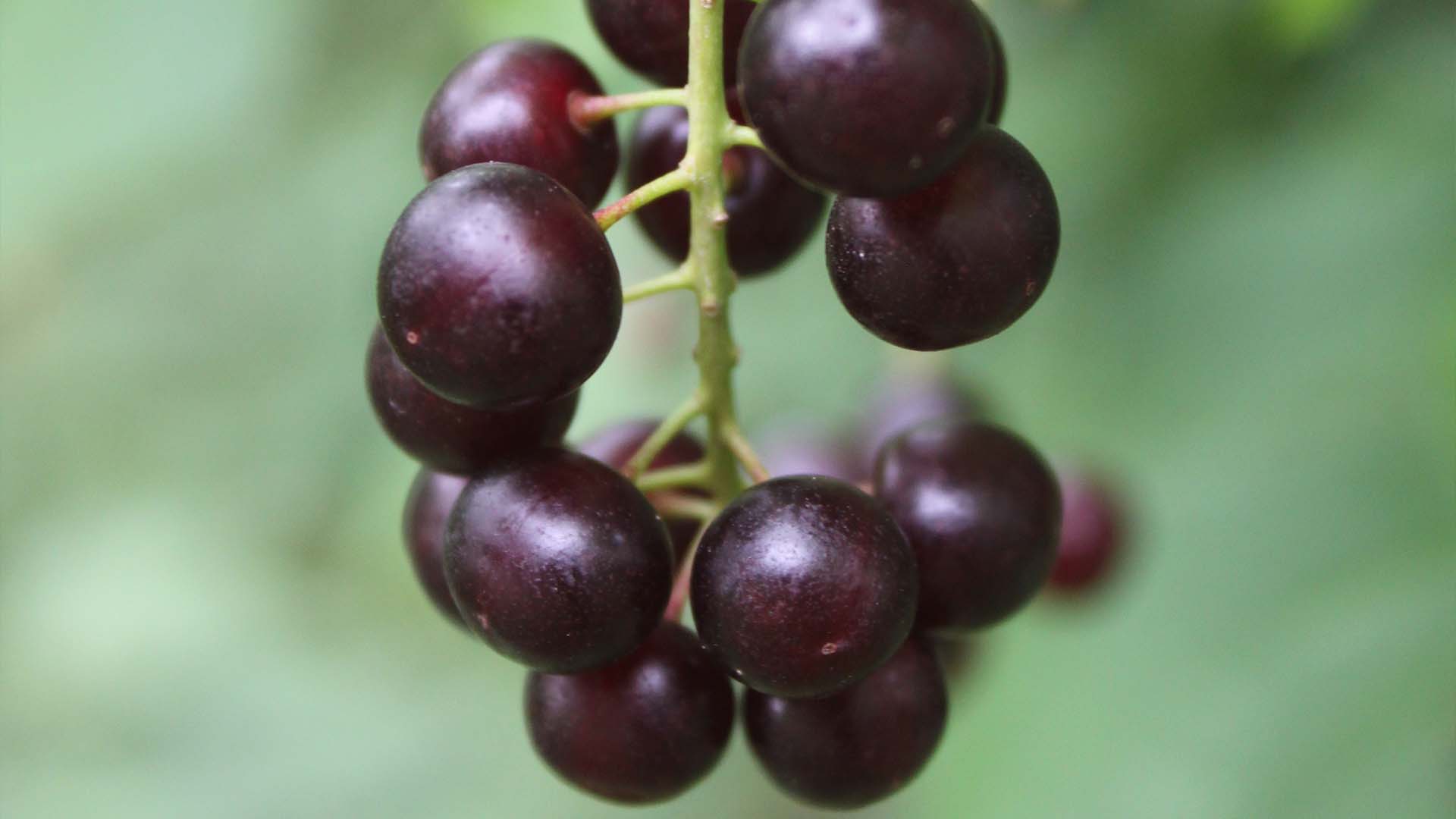 chokecherry-sarah-coulber-10.jpg