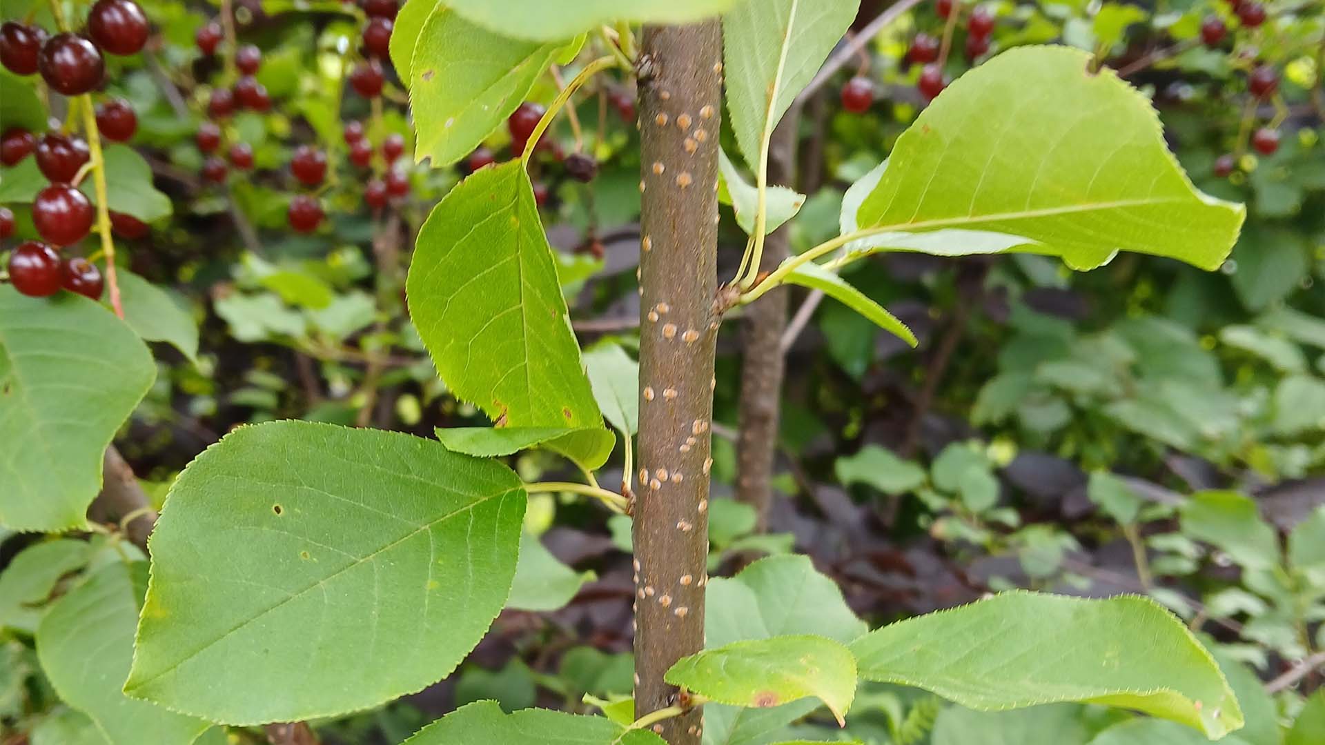 chokecherry-sarah-coulber-11.jpg