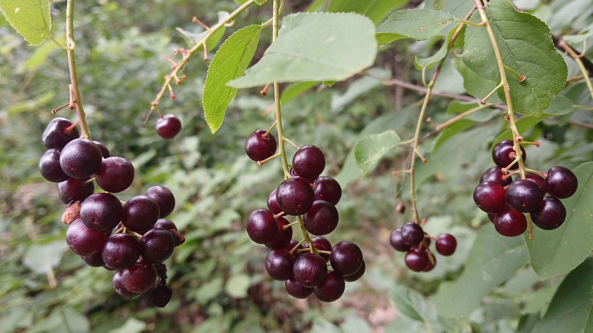 chokecherry-sarah-coulber-20260810_121018-edited.jpg