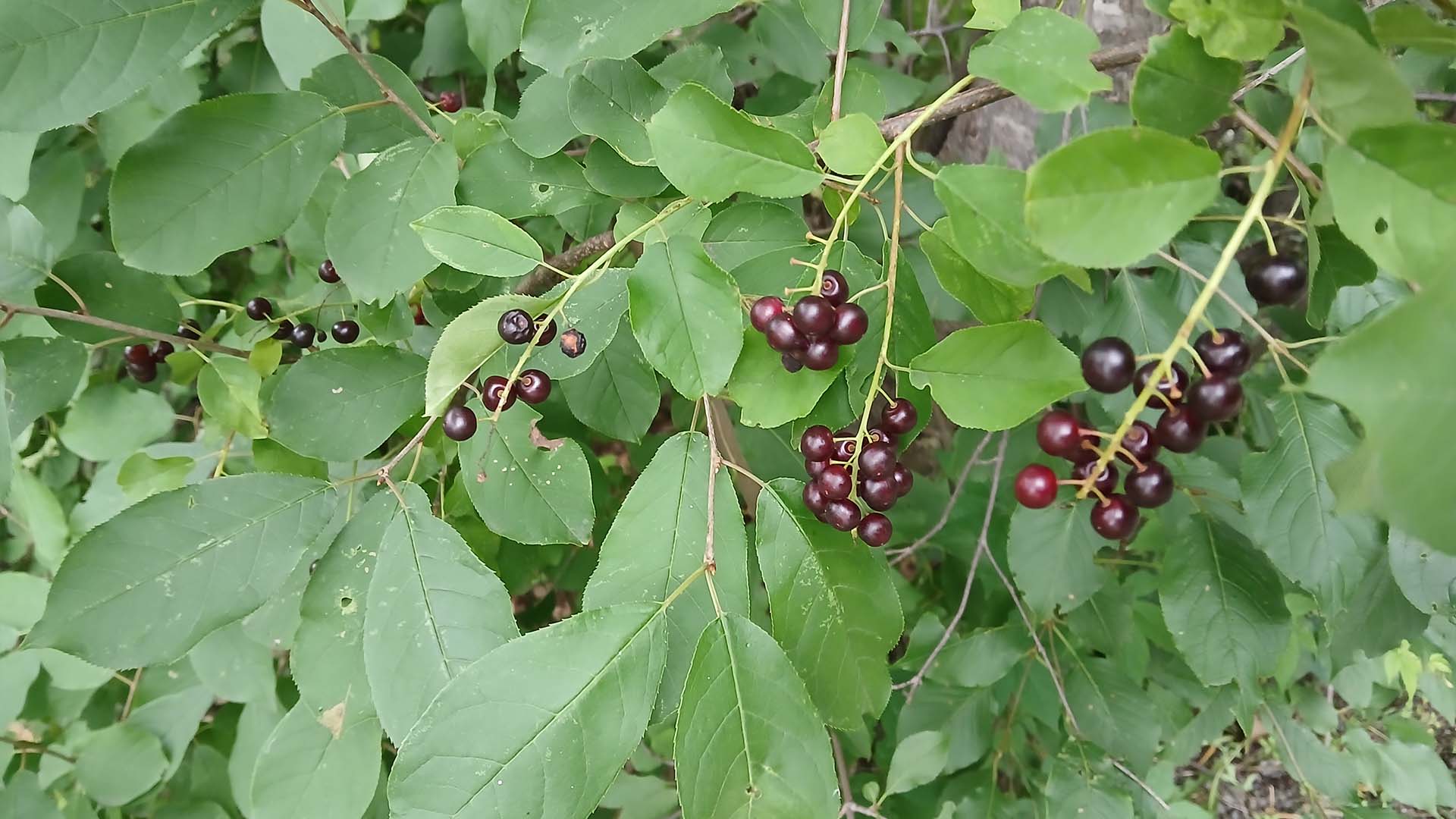 chokecherry-sarah-coulber-4.jpg