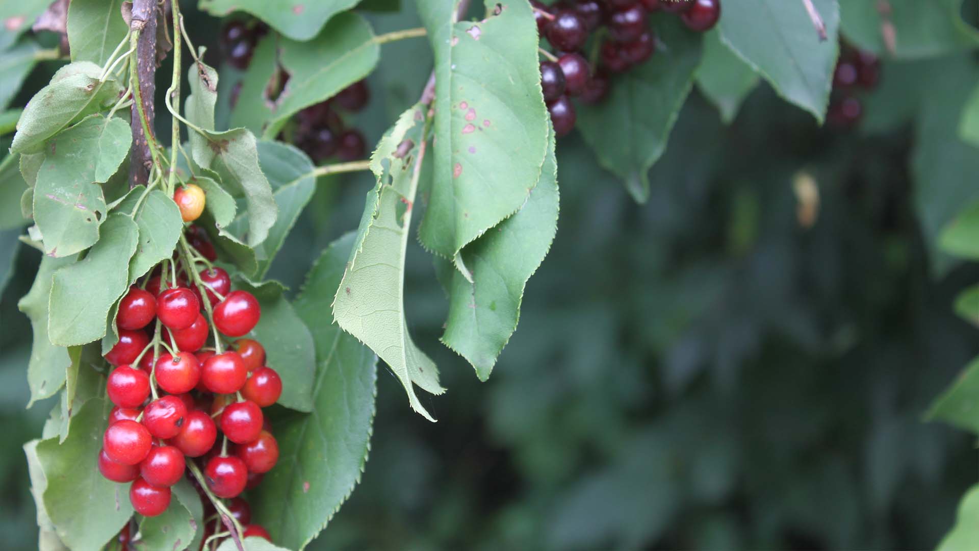 chokecherry-sarah-coulber-8.jpg