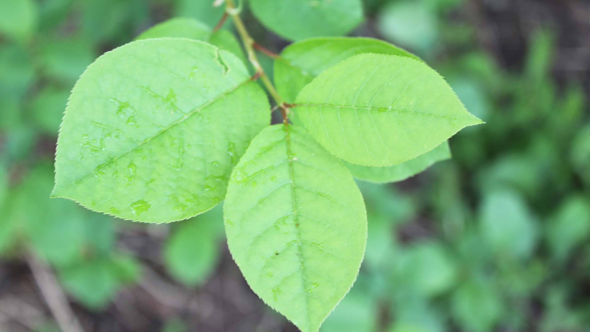 chokecherry-sarah-coulber-IMG_0016-edited.jpg