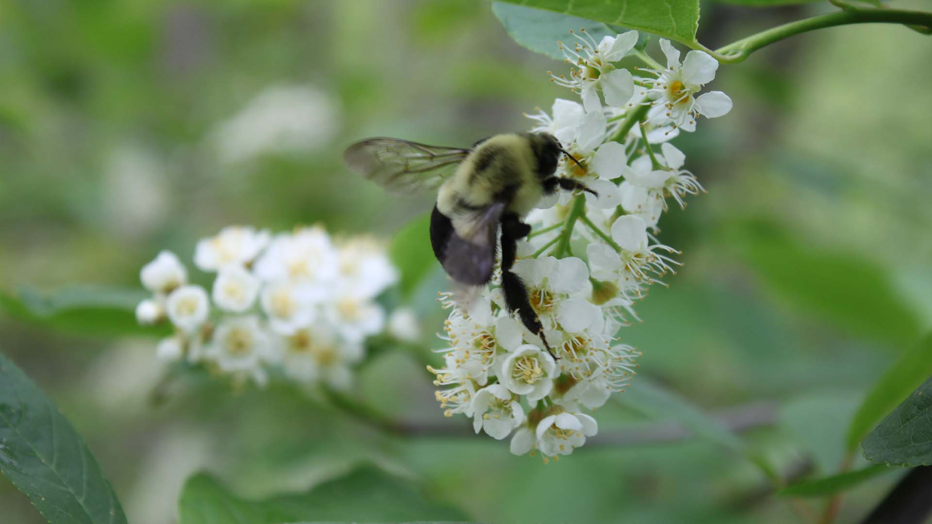 chokecherry-sarah-coulber-IMG_0034-edited.jpg