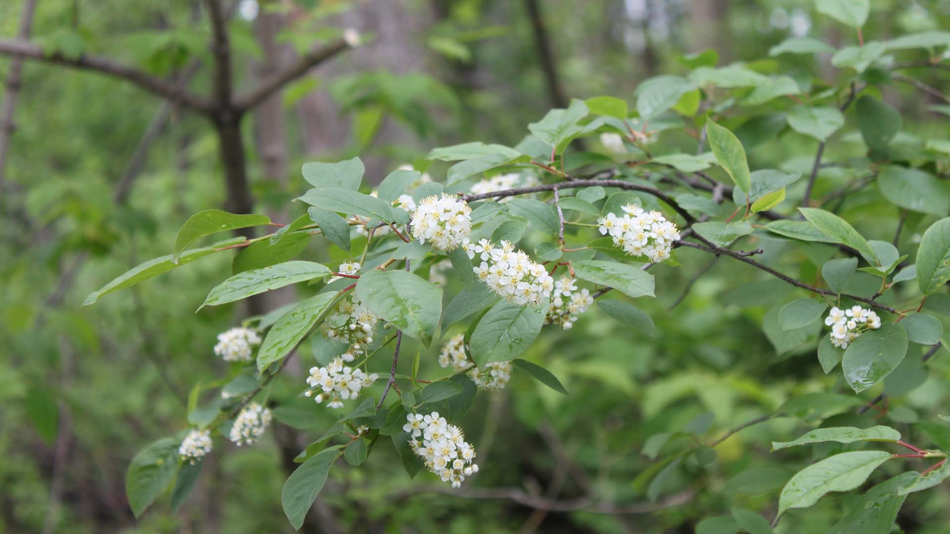 chokecherry-sarah-coulber-IMG_0045-edited.jpg