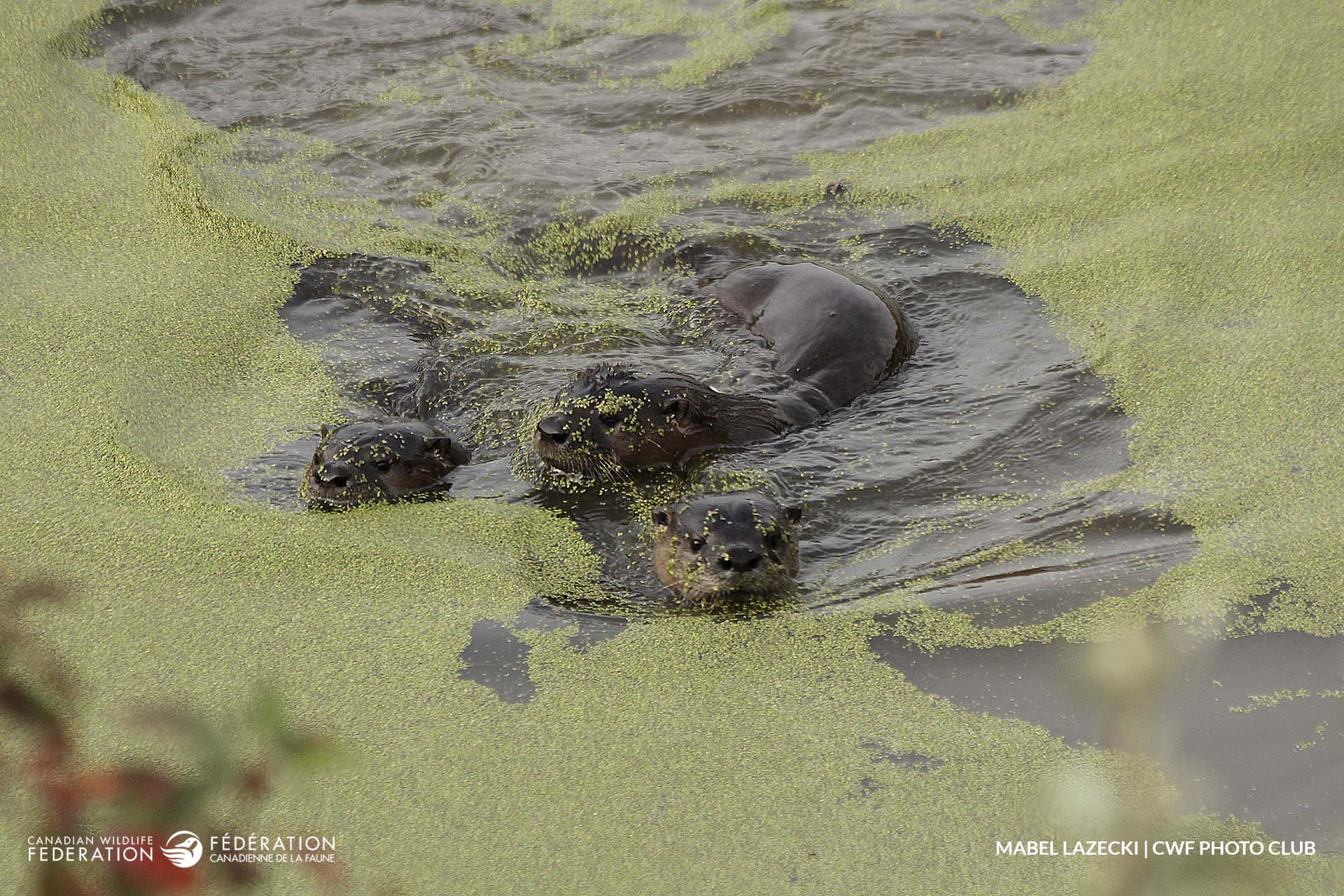 river otter