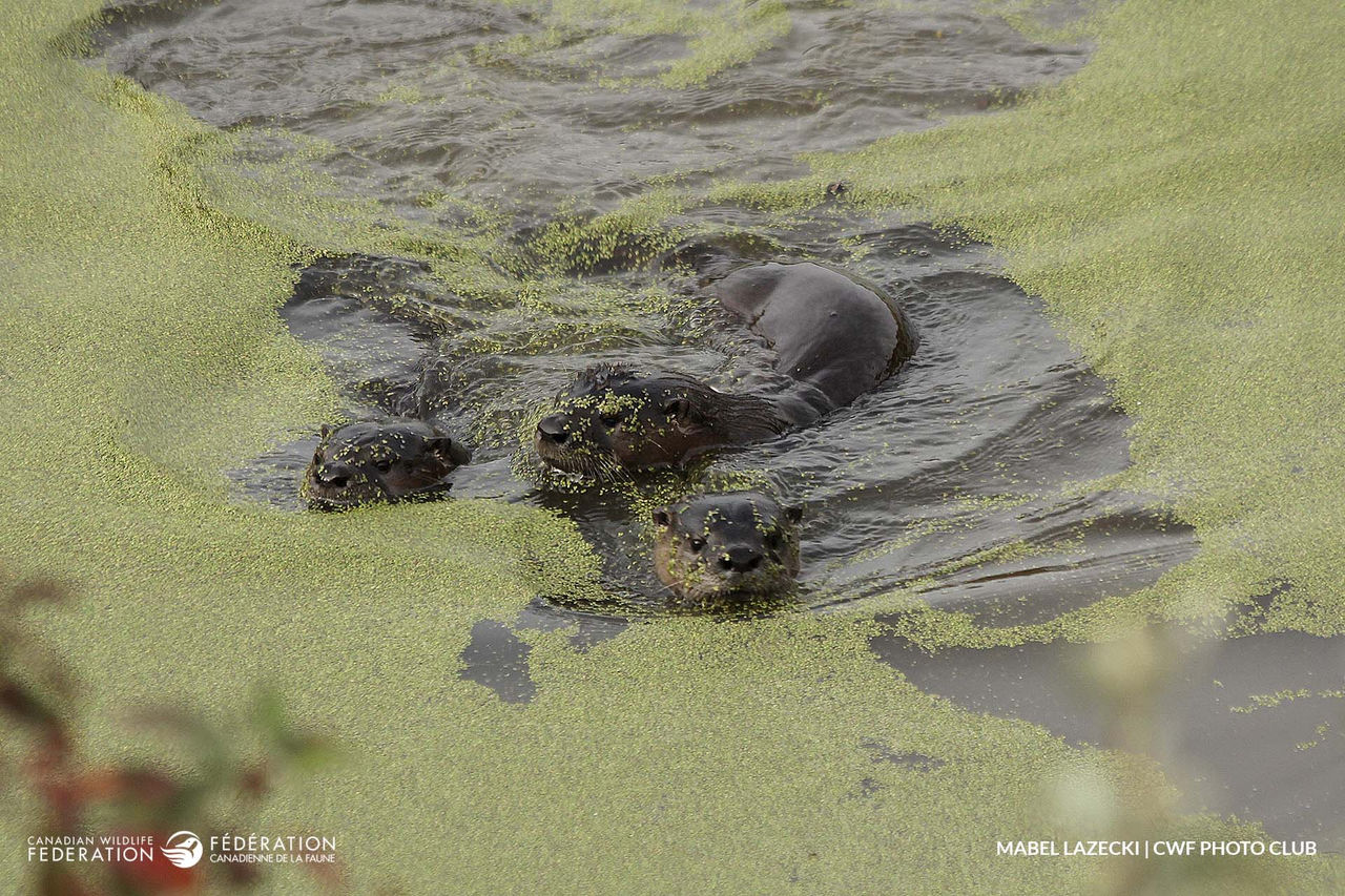 river otter algae