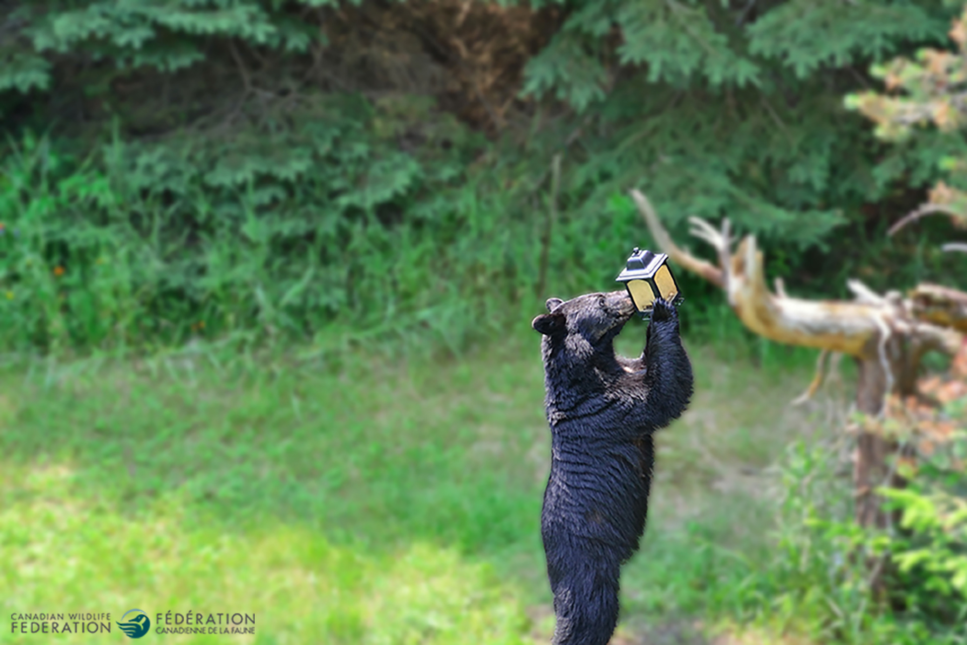 black bear bird feeder