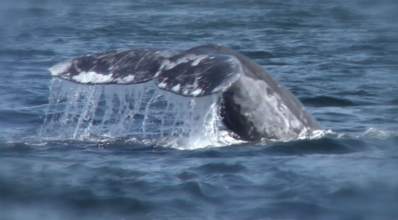 whale tail still