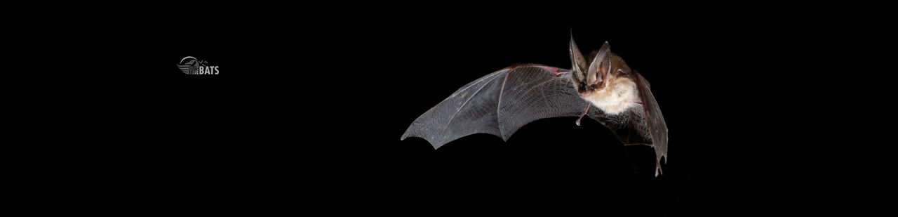 bat-header.jpg