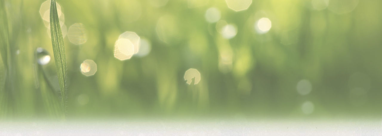 bioblitz background