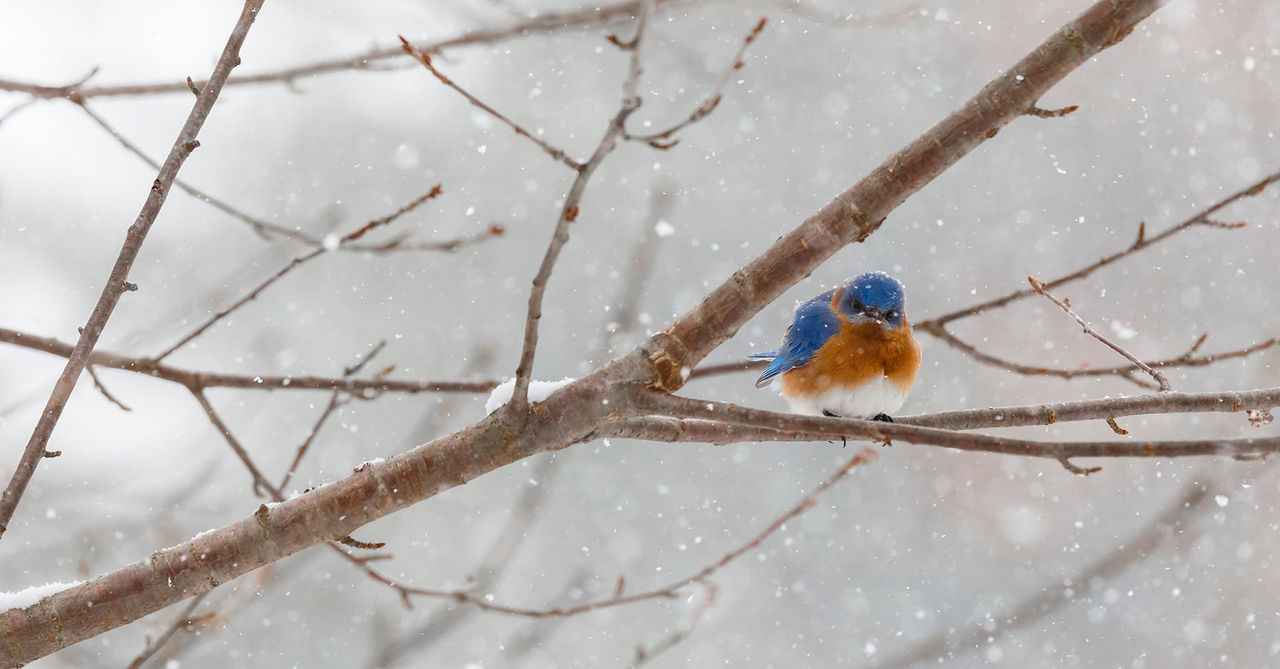 blue bird snow hor