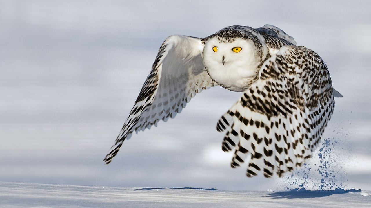 snow owl flying