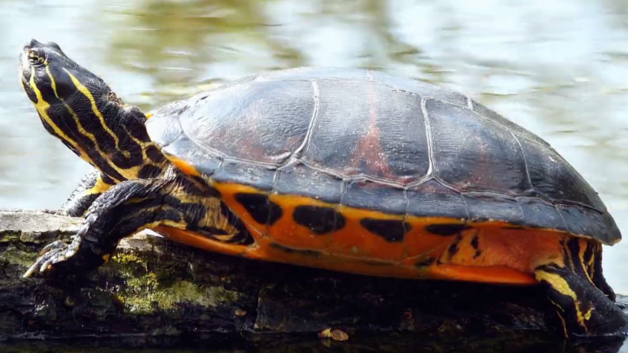 turtle on log 