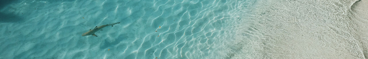 shark close to sand 