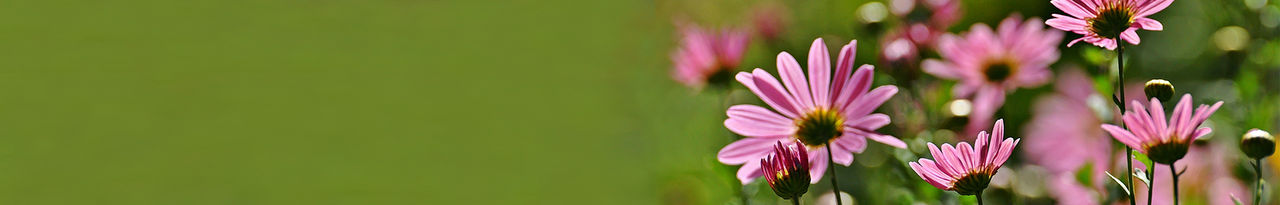 Header.jpg