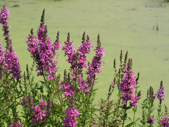 Purple Loosestrife