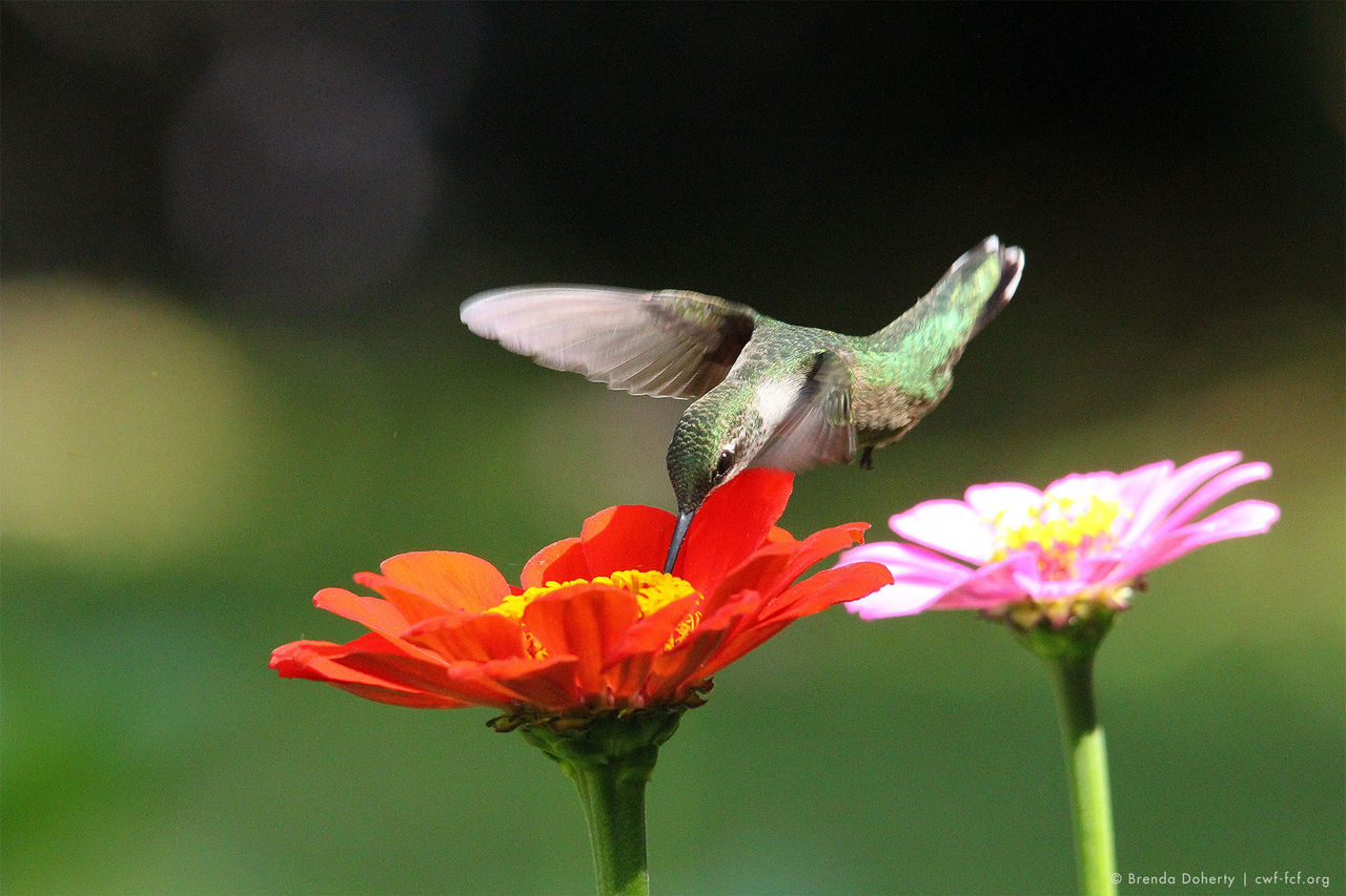 hummingbird flowers