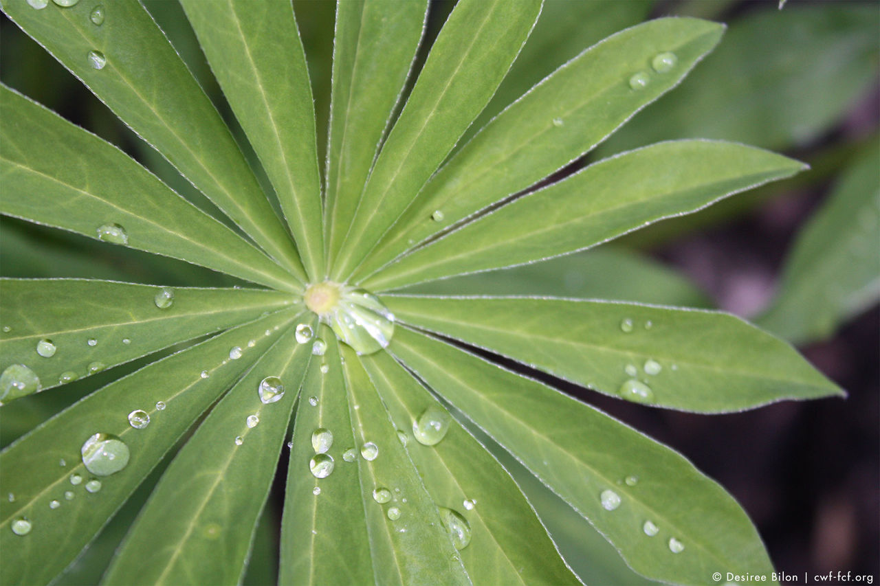 lupin plant green 
