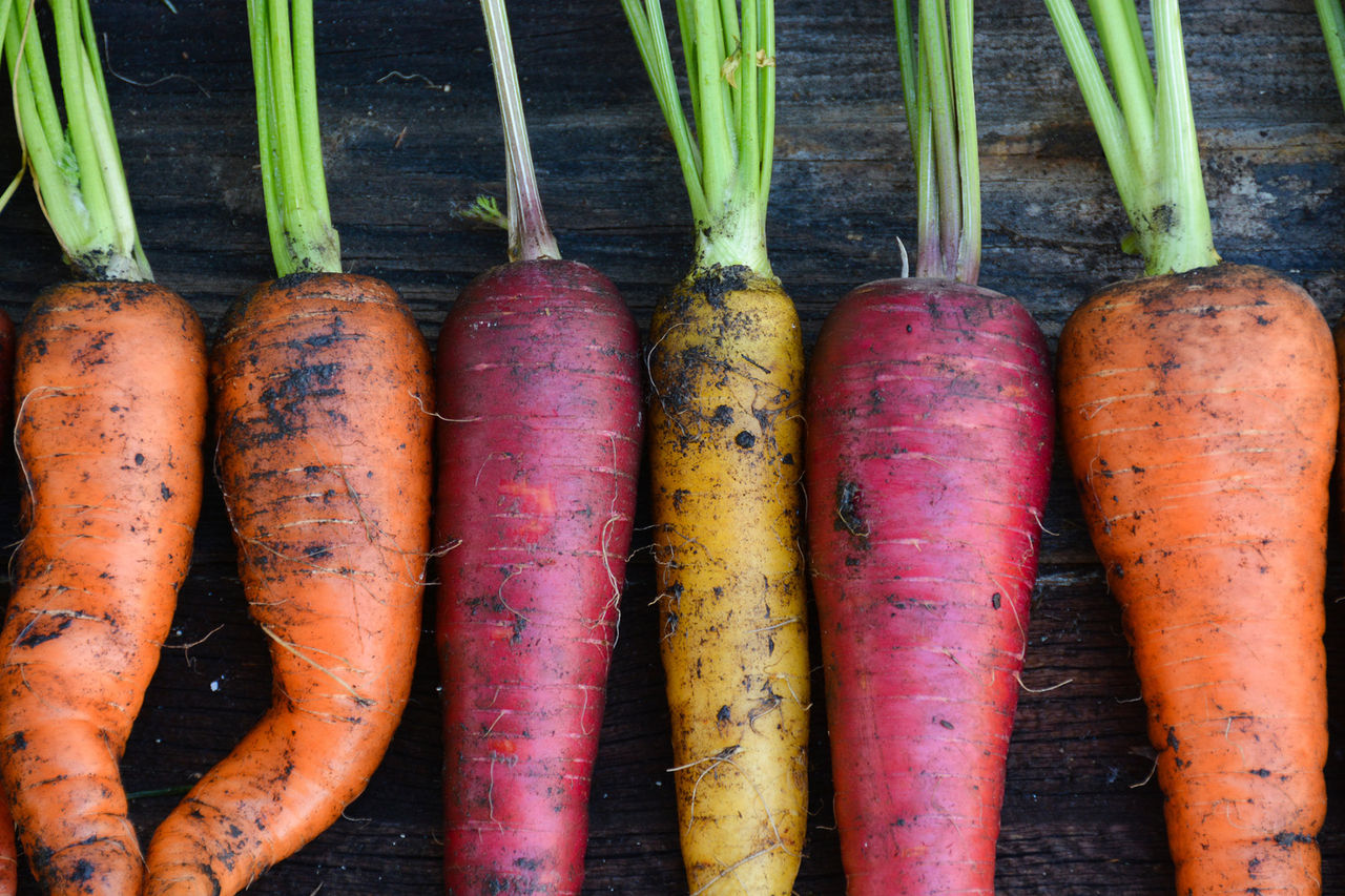 carrots hor