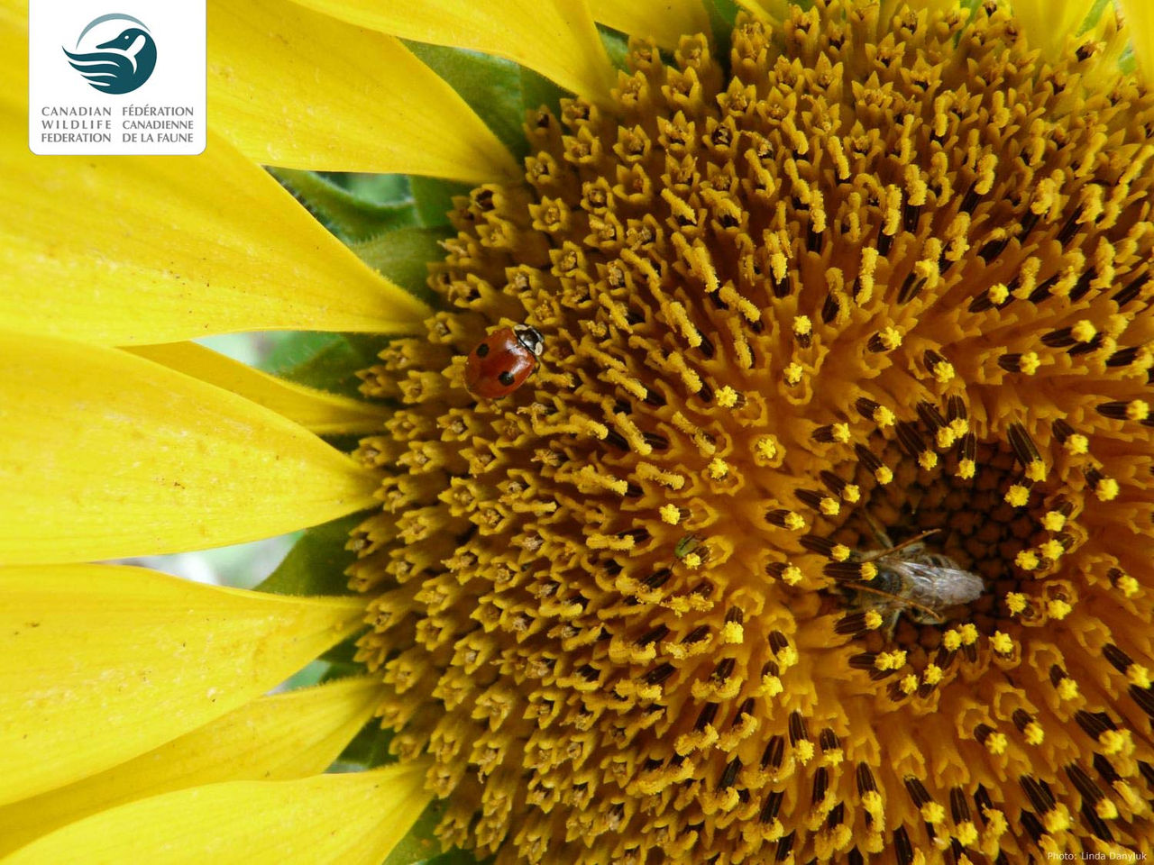 Linda-Danyluk-sunflower-ladybug-bee-1500.jpg