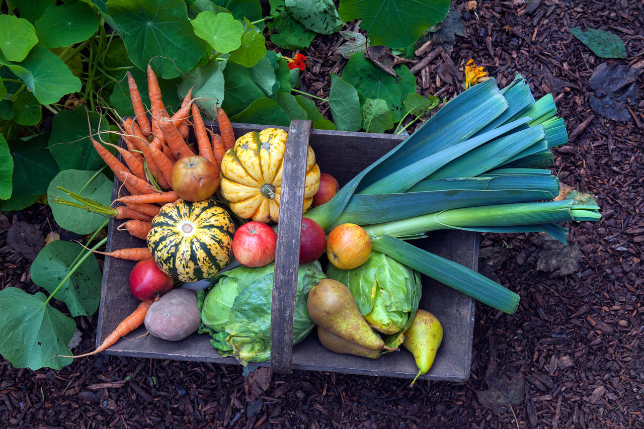 vegetable