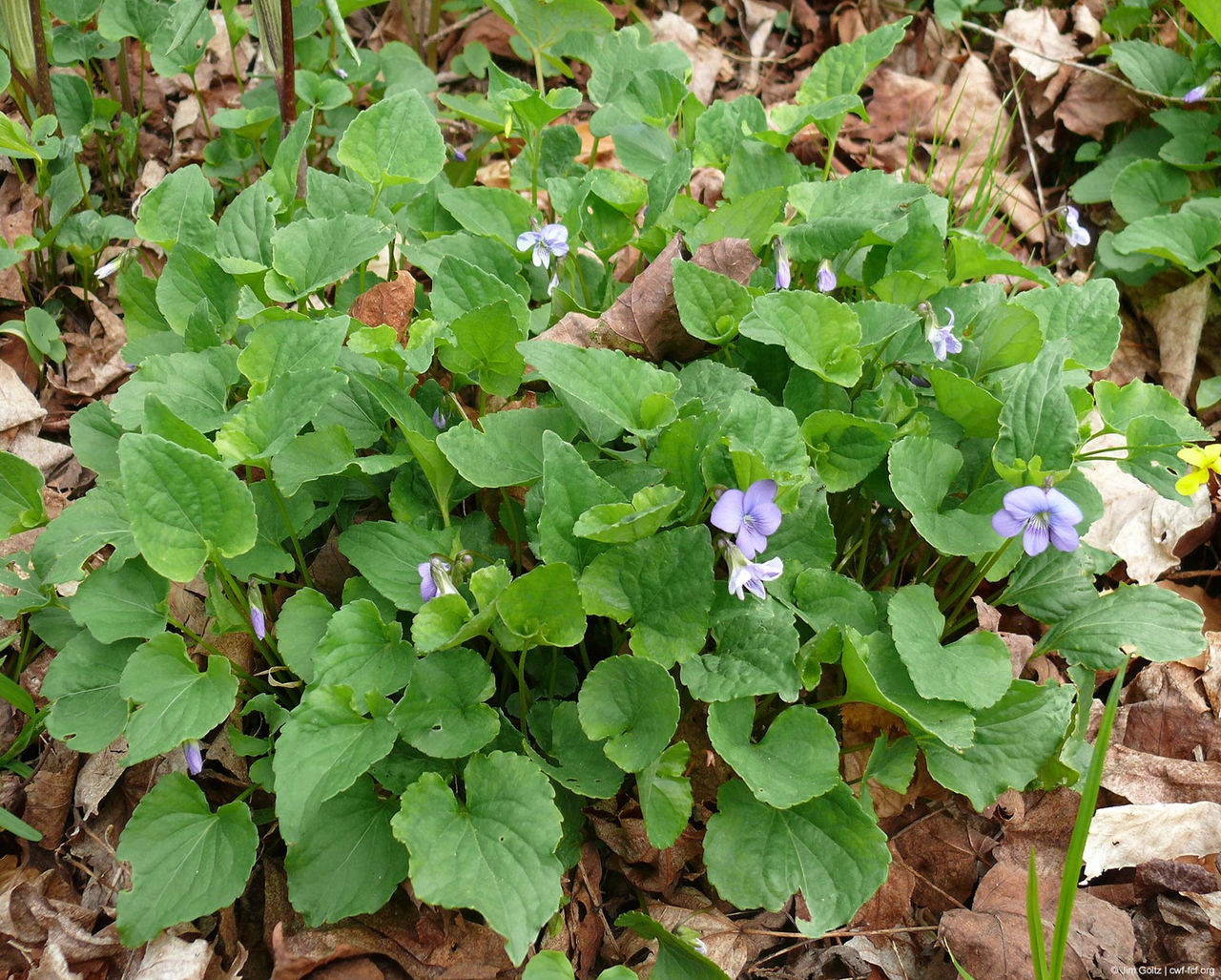 NB---Viola-cucullata---Jim-Goltz-carpet-violet.jpg