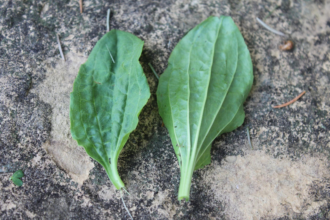broadleaf-plantain---front-and-back-of-leaves-hor.jpg