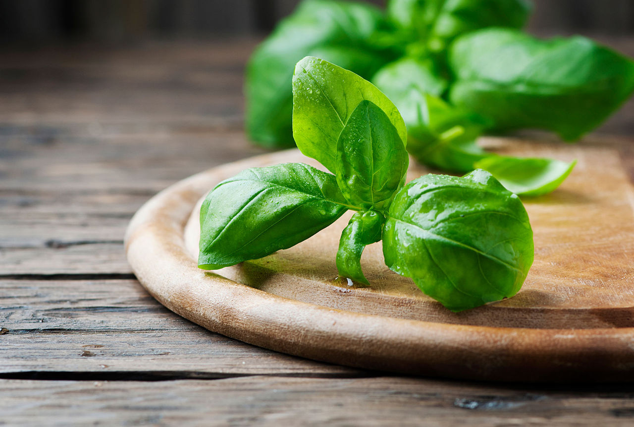 basil close up