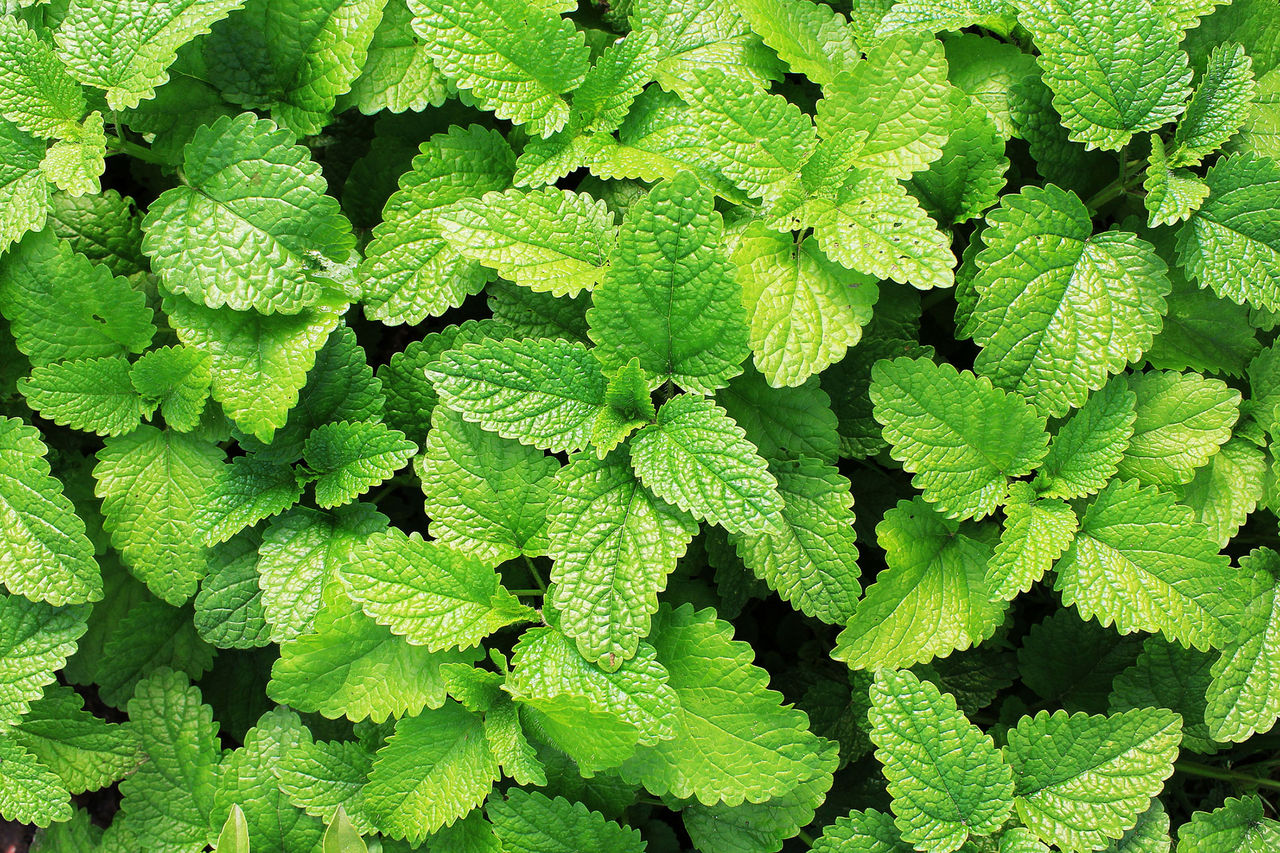 mint leaves