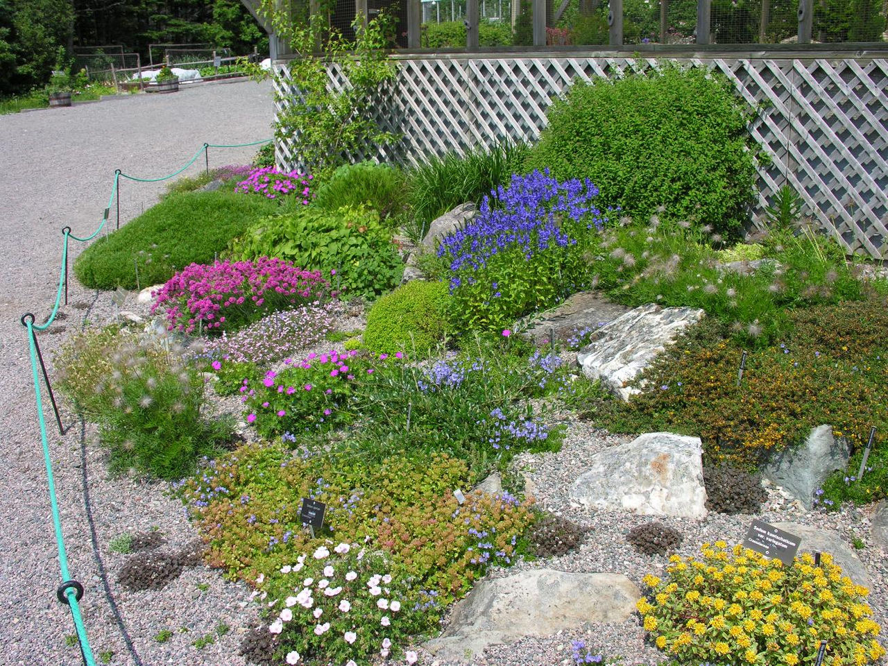 colourful-alpines-adorn-the-botanicalgardens-rock-garden