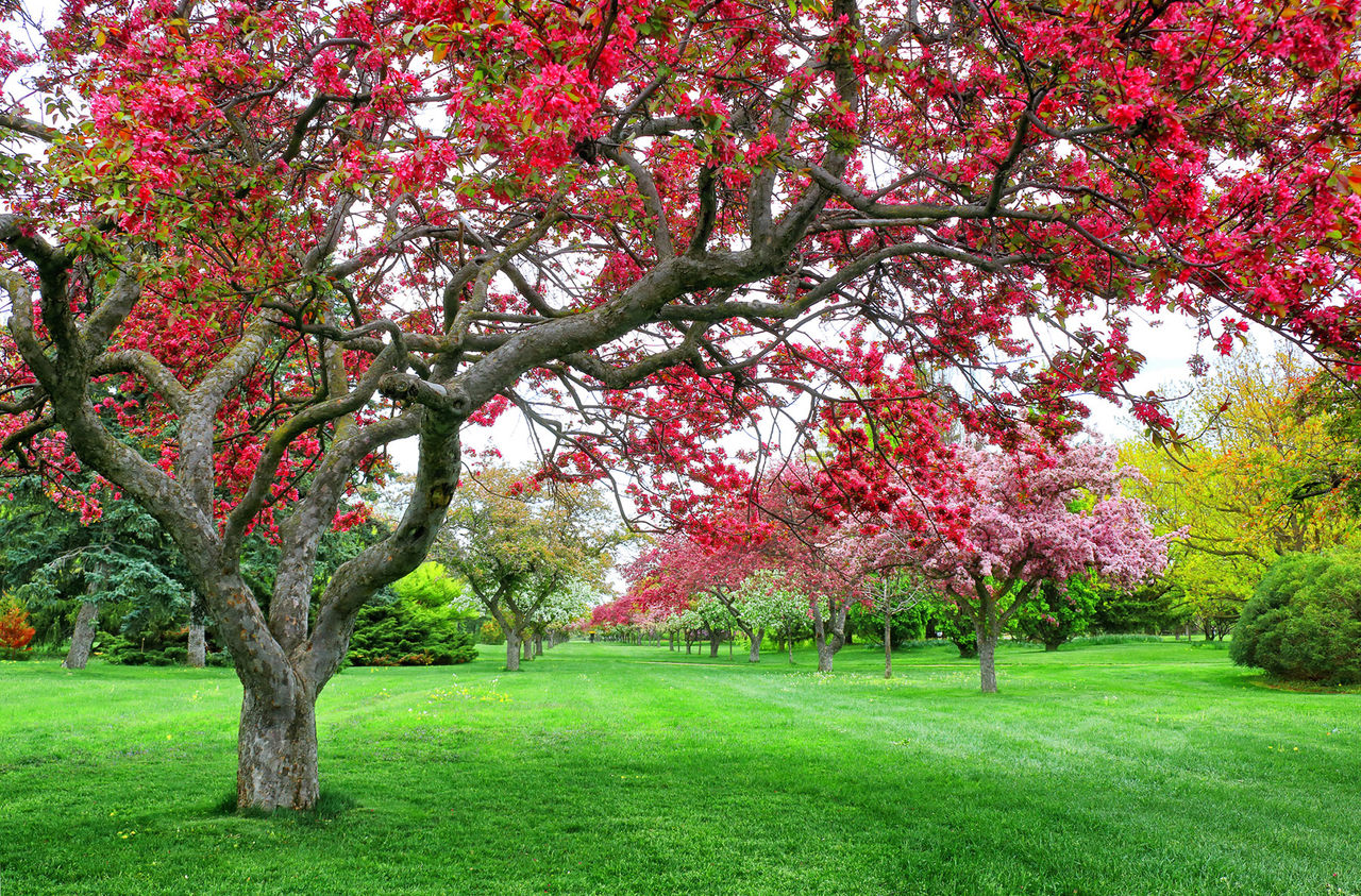 crabapple-tree-spring-hor.jpg