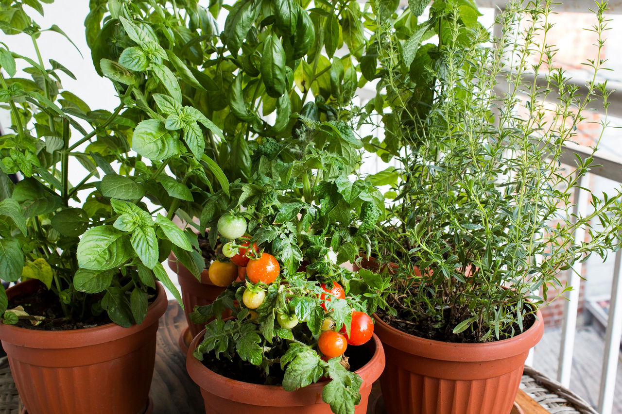 tomato herb potted pot garden