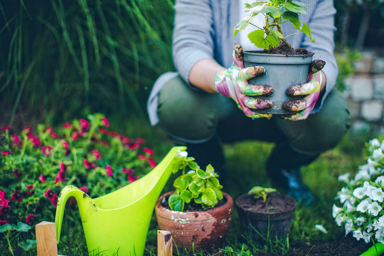 planting 