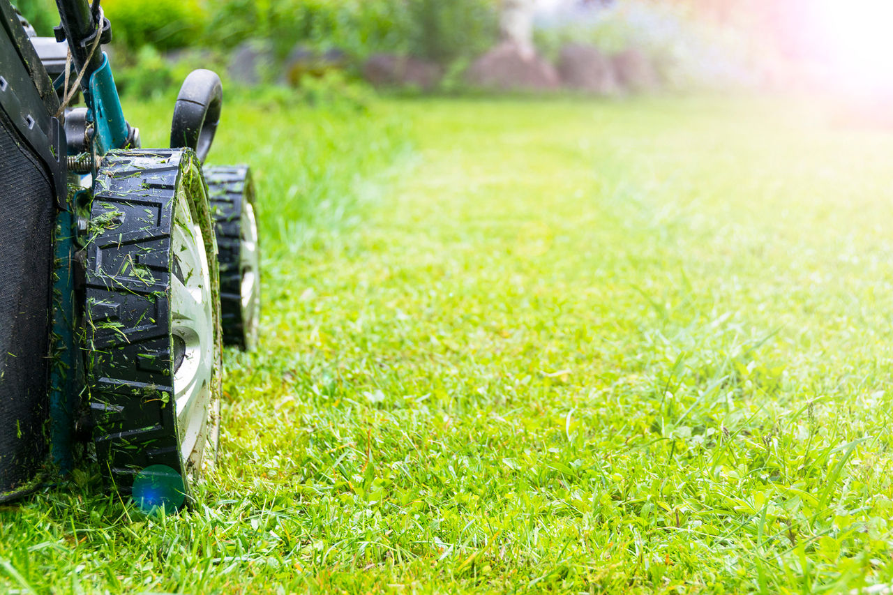 mow lawn