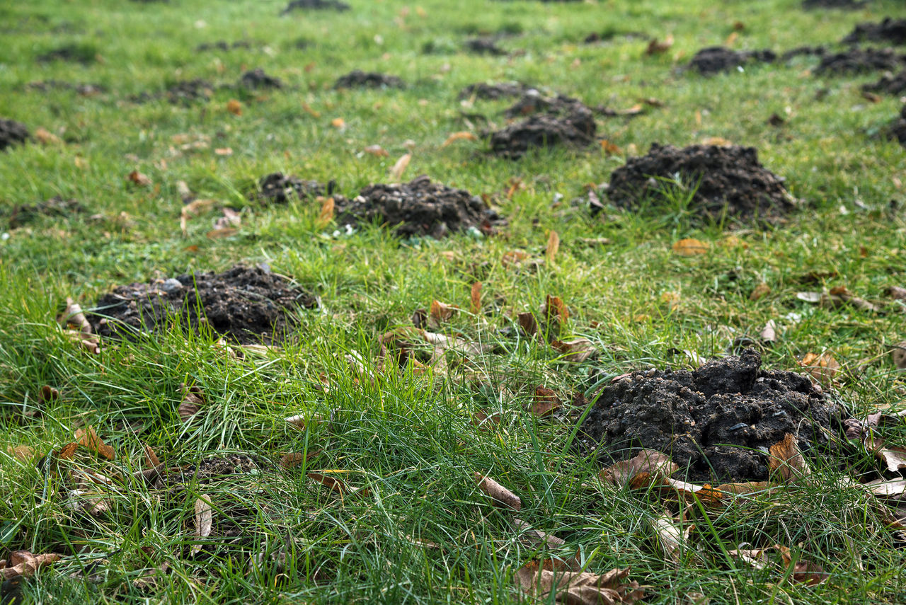 lawn problem grub