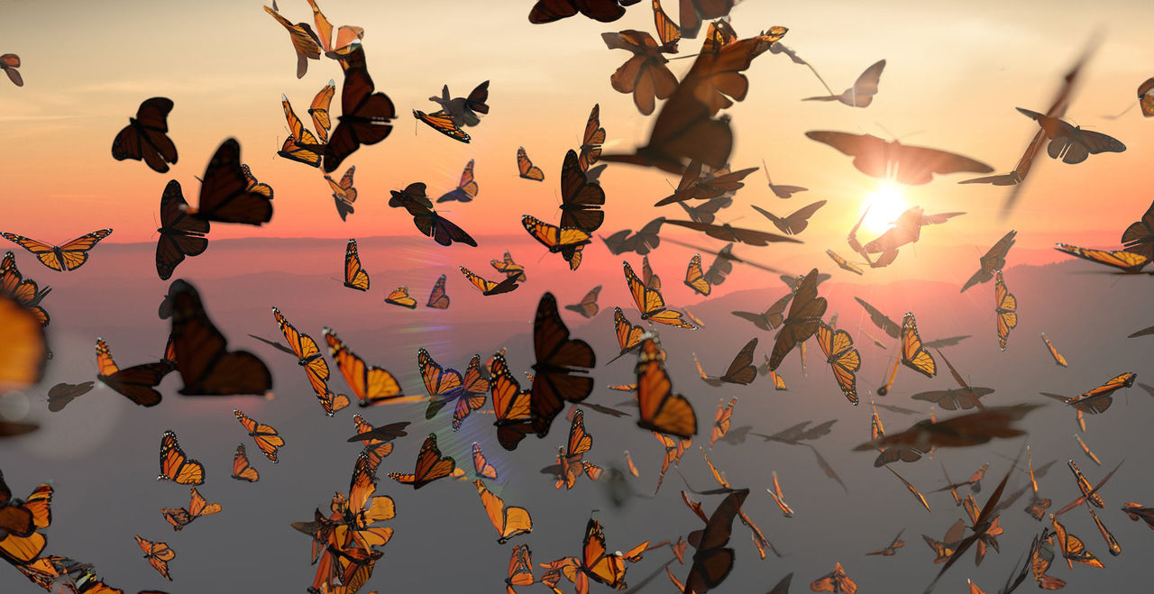 monarch flying migrate sunset