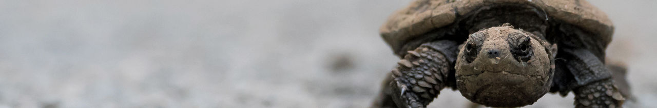turtle page header