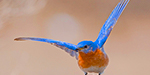 wild about birds wab background