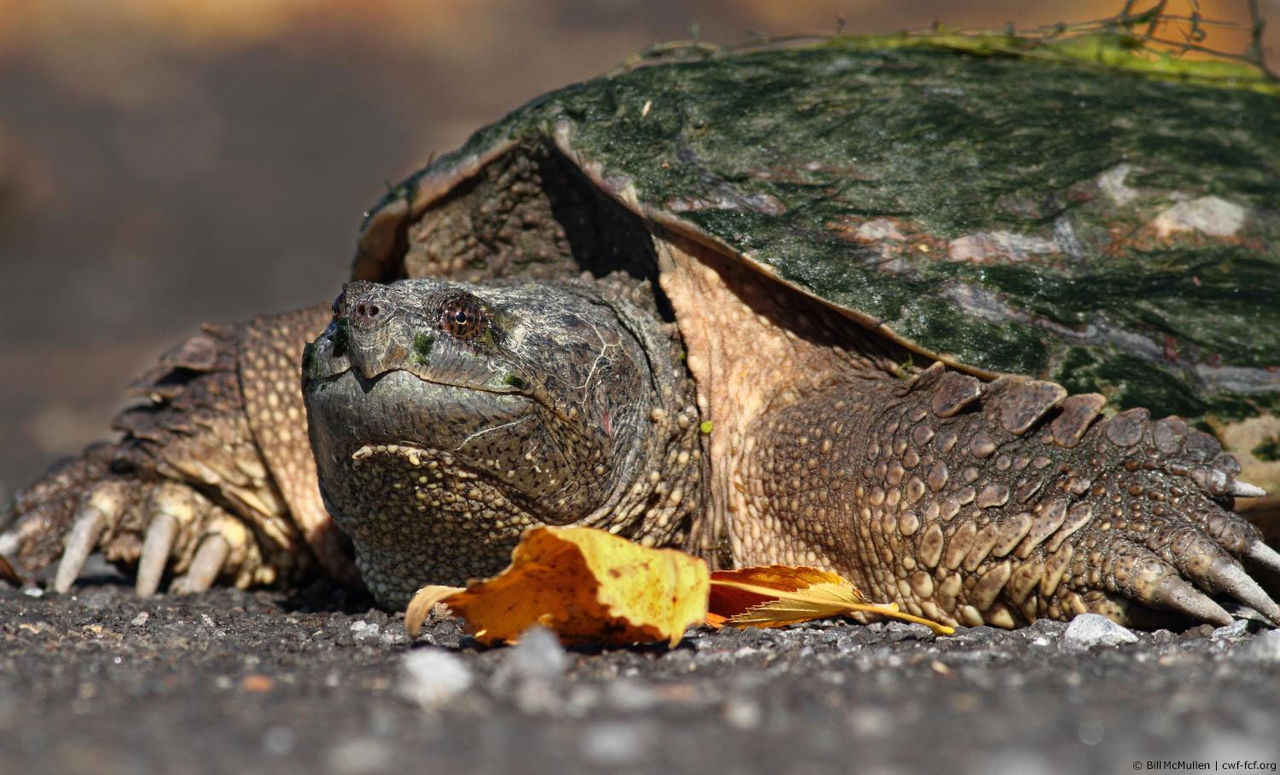 snapping turtle