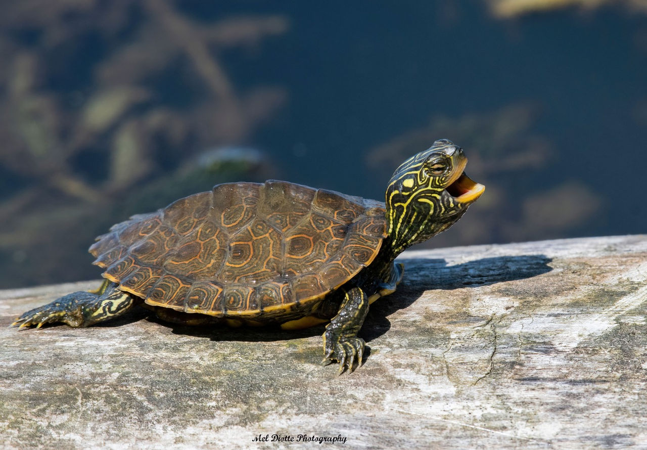 northern map turtle